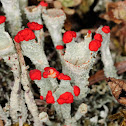 Cladonia pleurota