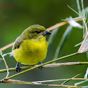 Thick-billed Euphonia