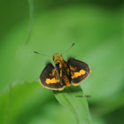 Small skipper - Butterfly