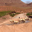 Sheep