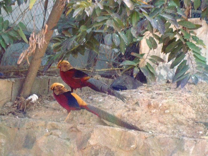 Golden Pheasant
