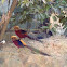 Golden Pheasant