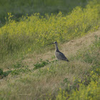 Long-billed Curlew