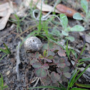 Stalked Puffball