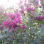 Bee balm