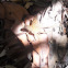 Many-banded Daggerwing