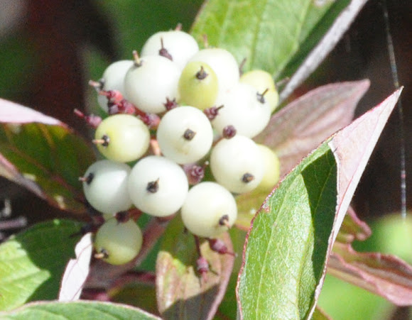 Spotting Image 1