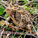 Fowler's Toad
