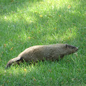 Groundhog