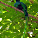 Resplendent Quetzal