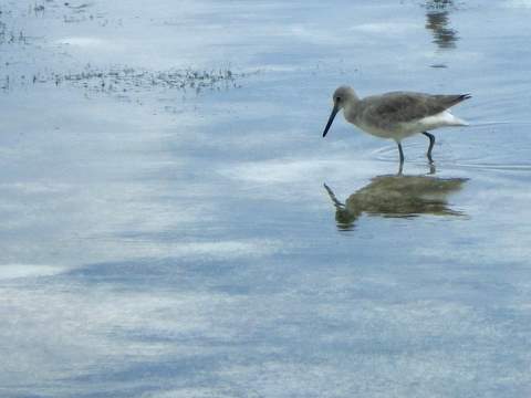 Spotting Image 1