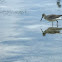 Willet