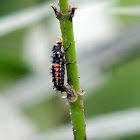 Ladybug Larvae
