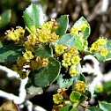 Aladierno, espino cerval Mediterráneo