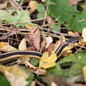 Common Garter Snake