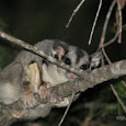 Queensland's Nocturnal Wildlife