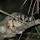 Queensland's Nocturnal Wildlife