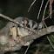 Squirrel Glider
