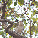 Juvenile Changeable Hawk-eagle