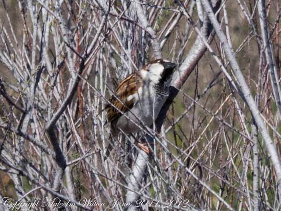 Spotting Image 1