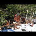 Chicken (Rhode Island Red)