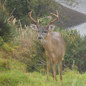 Venado cola blanca