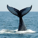 Humpback Whale