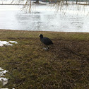 Eurasian Coot