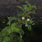 Button Bush