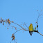 European Greenfinch