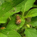ladybird beetle