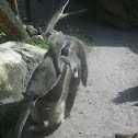 Giant Anteater