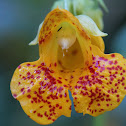 Spotted Jewelweed