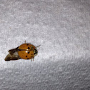 Lady bug