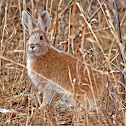 Snowshoe Hare