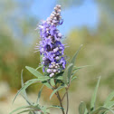Vitex, Chaste Tree