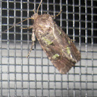 Bristly Cutworm