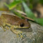 Scinax elaeochrous frog