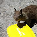 Eastern Fox Squirrel