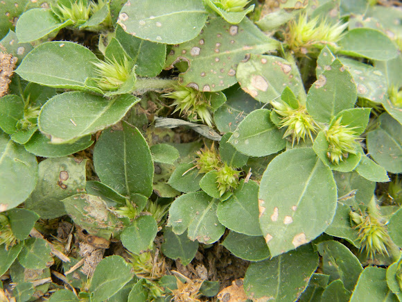 Spotting Image 1