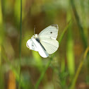 White Sulphur Butterfly