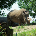 Rhino