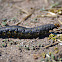 white lined sphinx