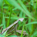 Chinese Mantis