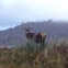 Stag