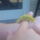 American Dagger Moth