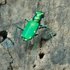 Six-spotted Tiger Beetle