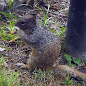 Zoo Squirrels