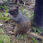 Zoo Squirrels