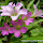 Weeds in Java